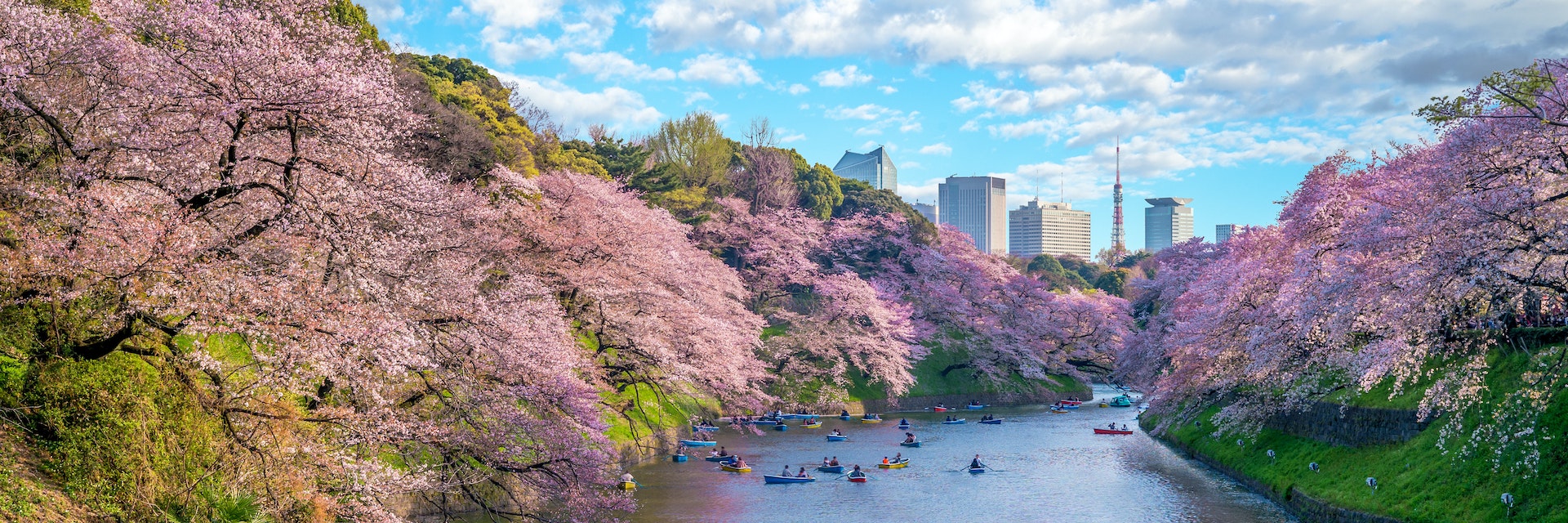 Many people paddle in boats near cherry blossoms at Chidorigafuchi Green Way in Tokyo.